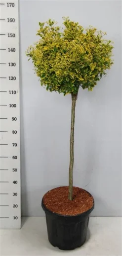 Kardinaalshoed Op Stam (Euonymus Japonicus 'Aureus') -Tuinplantenwinkel bc88a2ba3e99a73a1f95554f396bcc6d