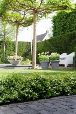 BerryBux Blauwe Bes (Vaccinium Angustifolium ’BerryBux') -Tuinplantenwinkel berrybux heg bloei hr 4095