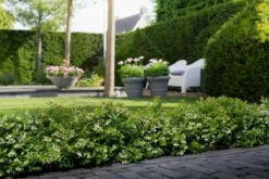 BerryBux Blauwe Bes (Vaccinium Angustifolium ’BerryBux') -Tuinplantenwinkel berrybux heg bloei hr 4057