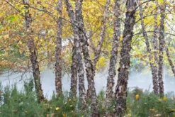 Zwarte Berk (Betula Nigra) -Tuinplantenwinkel betula nigra01