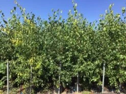 Meerstammige Berk (Betula Pendula) -Tuinplantenwinkel betula pendula 200 250cm meerstammig 1