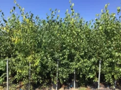 Meerstammige Berk (Betula Pendula) -Tuinplantenwinkel betula pendula 200 250cm meerstammig
