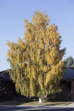 Berk (Betula Pendula 'Laciniata')