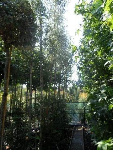 Berk (Betula Pendula 'Laciniata') 2 Berk (Betula Pendula 'Laciniata') - Afbeelding 2