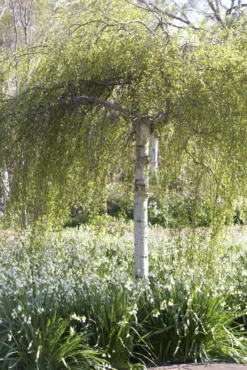 Treurberk (Betula Pendula 'Tristis') -Tuinplantenwinkel betula pendula tristis01