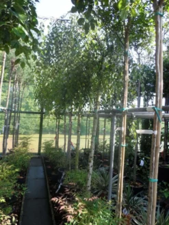 Prieelberk (Betula Pendula 'Youngii') 11 Prieelberk (Betula Pendula 'Youngii') -Tuinplantenwinkel betula pendula youngii 14 16ho cont