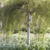 Berk Als Dakboom (Betula Pendula)