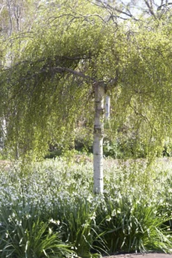 Berk Als Dakboom (Betula Pendula)