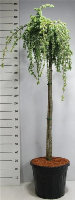 Treurceder Op Stam (Cedrus Libani 'Glauca Pendula') -Tuinplantenwinkel bf626bb3ffe06d8a36e0e5cfc965630a