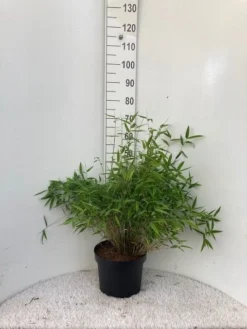 Niet Woekerende Bamboe (Fargesia Murieliae 'Bimbo') -Tuinplantenwinkel bimbo c10 1