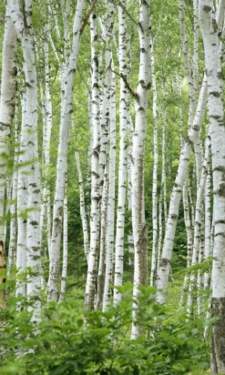 Ruwe Berk (Betula Pendula)