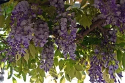 Blauwe Regen (Wisteria Sinensis 'Prolific') -Tuinplantenwinkel blauweregen 1