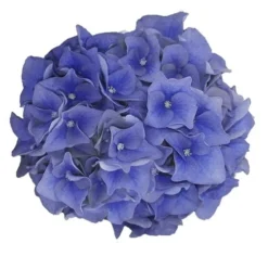 Hortensia Blue Ballad (Hydrangea 'Music Collection') -Tuinplantenwinkel blue ballad 1