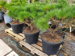 Meerstammige Japanse Pijnboom (Pinus Parviflora 'Brevifolia') -Tuinplantenwinkel brevifolia 1