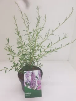 Vlinderstruik (Buddleja Alternifolia) -Tuinplantenwinkel budd alternifolia