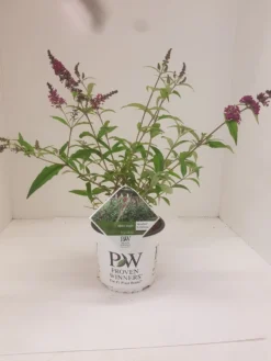 Vlinderstruik (Buddleja 'Miss Ruby') -Tuinplantenwinkel budd miss ruby