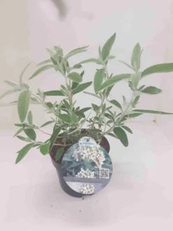 Vlinderstruik (Buddleja 'Silver Anniversary') -Tuinplantenwinkel budd silver annieversary