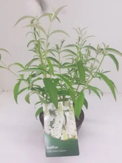 Vlinderstruik (Buddleja Davidii 'White Profusion') 11 Vlinderstruik (Buddleja Davidii 'White Profusion') -Tuinplantenwinkel budd white profusion