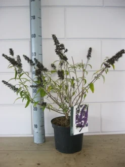 Vlinderstruik (Buddleja Davidii 'Black Knight') 12 Vlinderstruik (Buddleja Davidii 'Black Knight') -Tuinplantenwinkel buddleja black knight c3 23 10 2018 1