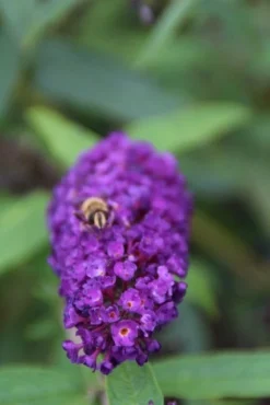 Vlinderstruik (Buddleja Davidii 'Black Knight') -Tuinplantenwinkel buddleja davidii black knight 3