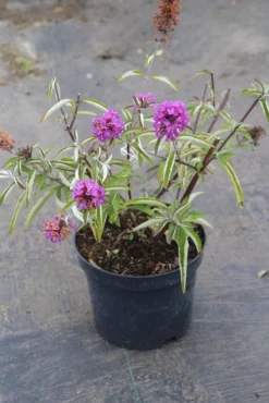 Vlinderstruik (Buddleja Davidii Petite 'Tutti Frutti') 12 Vlinderstruik (Buddleja Davidii Petite 'Tutti Frutti') -Tuinplantenwinkel buddleja davidii petite tutti fruitti 2 3.00 vita nova 1