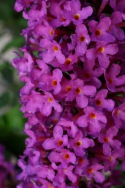 Vlinderstruik (Buddleja Davidii Petite 'Tutti Frutti') 10 Vlinderstruik (Buddleja Davidii Petite 'Tutti Frutti') -Tuinplantenwinkel buddleja free petite tutti fruitti podoras 13 11 1