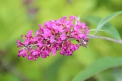 Vlinderstruik (Buddleja 'Miss Ruby') -Tuinplantenwinkel buddleja miss ruby 2