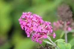 Vlinderstruik (Buddleja 'Miss Ruby') -Tuinplantenwinkel buddleja miss ruby 5