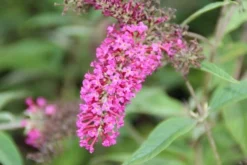 Vlinderstruik (Buddleja 'Miss Ruby') -Tuinplantenwinkel buddleja miss ruby 6