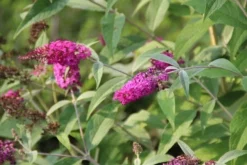 Vlinderstruik (Buddleja 'Miss Ruby') -Tuinplantenwinkel buddleja miss ruby 7 1