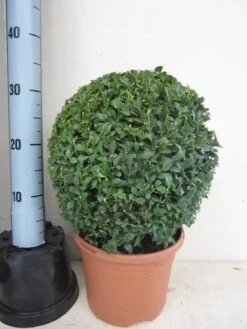 Buxusbol (Buxus Sempervirens, Bolvorm) -Tuinplantenwinkel buxus 30 cm bol 1