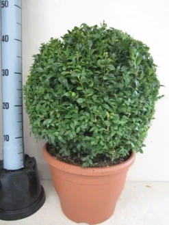Buxusbol (Buxus Sempervirens, Bolvorm) 37 Buxusbol (Buxus Sempervirens, Bolvorm) -Tuinplantenwinkel buxus 35 cm bol