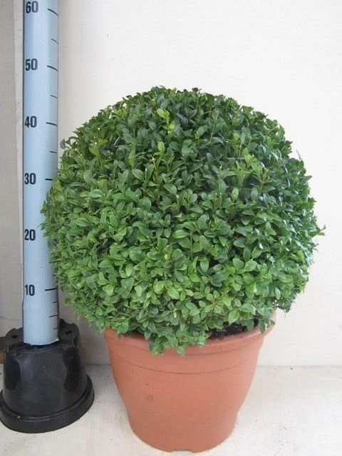 Buxusbol (Buxus Sempervirens, Bolvorm) 20 Buxusbol (Buxus Sempervirens, Bolvorm) - Afbeelding 20