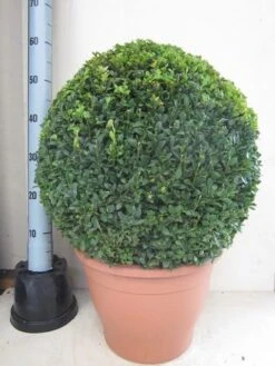 Buxusbol (Buxus Sempervirens, Bolvorm) -Tuinplantenwinkel buxus 50 cm bol 1