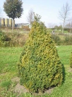 Buxus Als Pyramide (Buxus Sempervirens) -Tuinplantenwinkel buxus semp 160 180