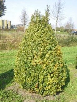 Buxus Als Pyramide (Buxus Sempervirens) -Tuinplantenwinkel buxus semp 160 180 1