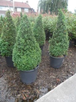 Buxus Als Pyramide (Buxus Sempervirens) -Tuinplantenwinkel buxus sempervirens 60 80 100 c35 pyramide