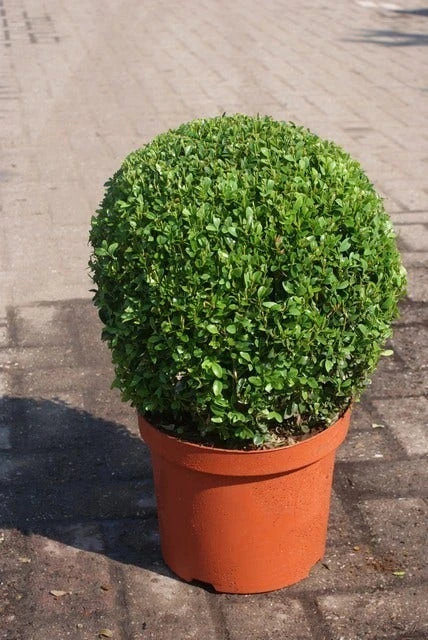 Buxusbol (Buxus Sempervirens, Bolvorm) 5 Buxusbol (Buxus Sempervirens, Bolvorm) - Afbeelding 5