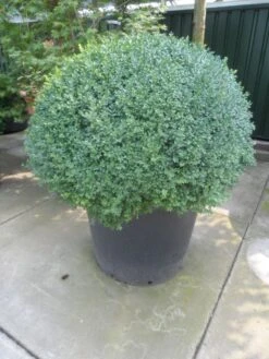 Buxusbol (Buxus Sempervirens, Bolvorm) -Tuinplantenwinkel buxus sempervirens bol 100 120 140 c350 1