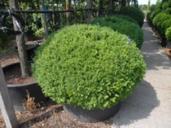 Buxusbol (Buxus Sempervirens, Bolvorm) 34 Buxusbol (Buxus Sempervirens, Bolvorm) -Tuinplantenwinkel buxus sempervirens bol 120 140