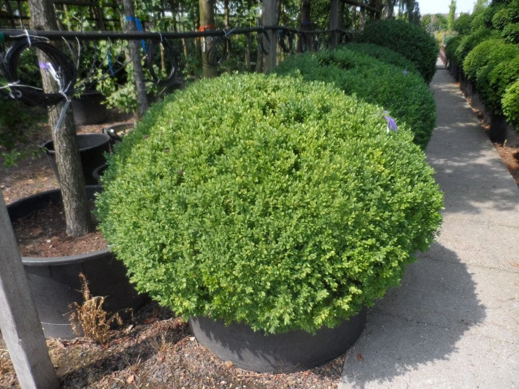 Buxusbol (Buxus Sempervirens, Bolvorm) 15 Buxusbol (Buxus Sempervirens, Bolvorm) - Afbeelding 15