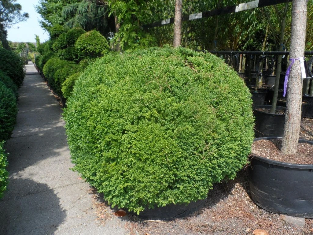 Buxusbol (Buxus Sempervirens, Bolvorm) 16 Buxusbol (Buxus Sempervirens, Bolvorm) - Afbeelding 16
