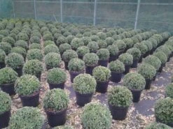 Buxusbol (Buxus Sempervirens, Bolvorm) -Tuinplantenwinkel buxus sempervirens bol 20 25 30 c7 10 1
