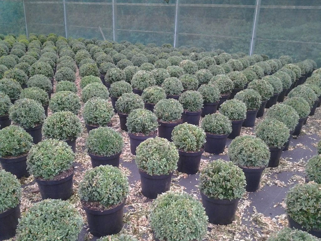 Buxusbol (Buxus Sempervirens, Bolvorm) 8 Buxusbol (Buxus Sempervirens, Bolvorm) - Afbeelding 8