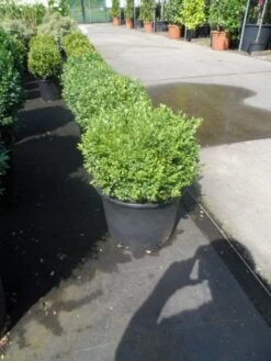 Buxusbol (Buxus Sempervirens, Bolvorm) -Tuinplantenwinkel buxus sempervirens bol 25 30 1