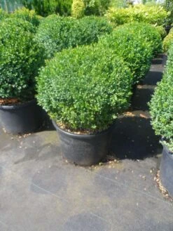 Buxusbol (Buxus Sempervirens, Bolvorm) -Tuinplantenwinkel buxus sempervirens bol 40 50 1