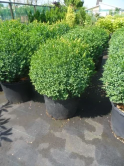 Buxusbol (Buxus Sempervirens, Bolvorm) 30 Buxusbol (Buxus Sempervirens, Bolvorm) -Tuinplantenwinkel buxus sempervirens bol 50 60