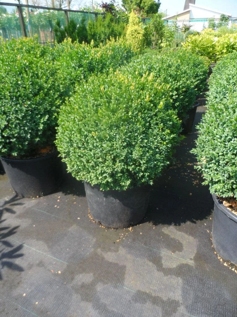 Buxusbol (Buxus Sempervirens, Bolvorm) 11 Buxusbol (Buxus Sempervirens, Bolvorm) - Afbeelding 11