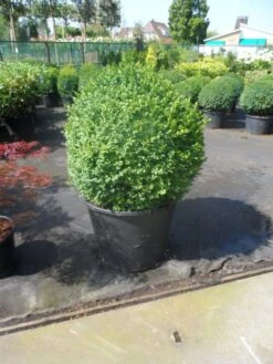 Buxusbol (Buxus Sempervirens, Bolvorm) -Tuinplantenwinkel buxus sempervirens bol 70 80 1
