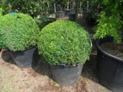 Buxusbol (Buxus Sempervirens, Bolvorm) -Tuinplantenwinkel buxus sempervirens bol 80 90 c110 1